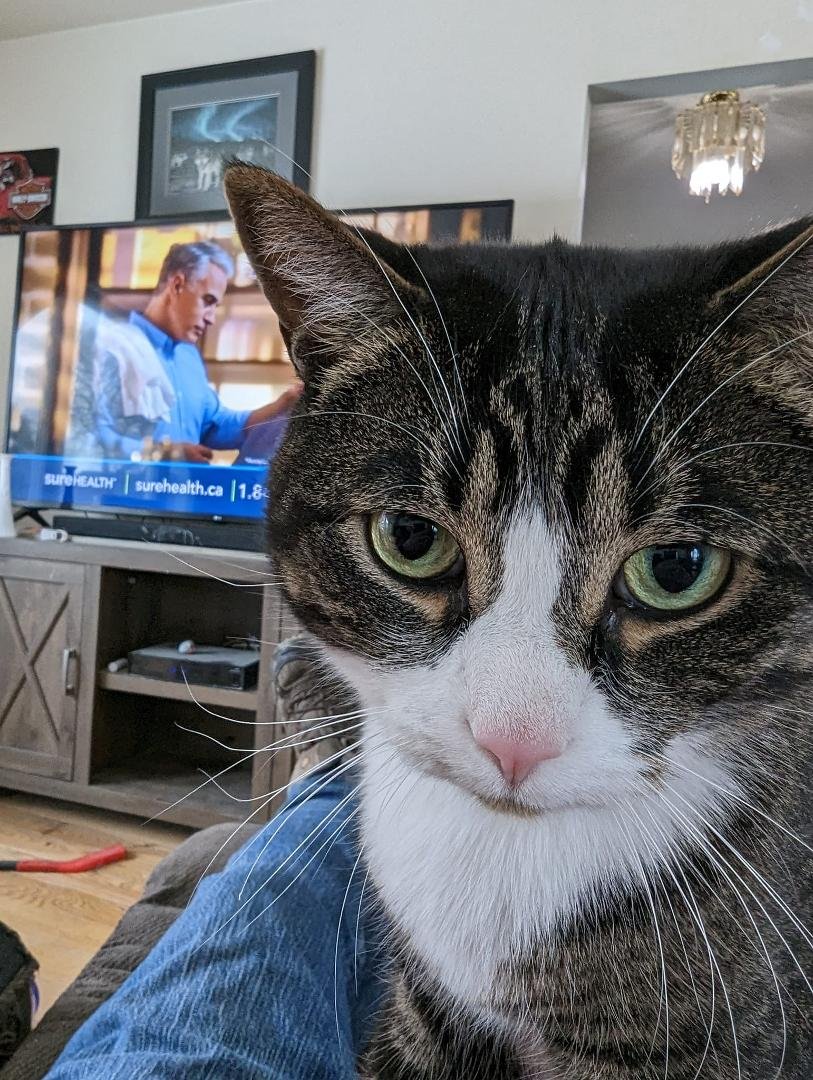 You can't watch TV until you pet me!