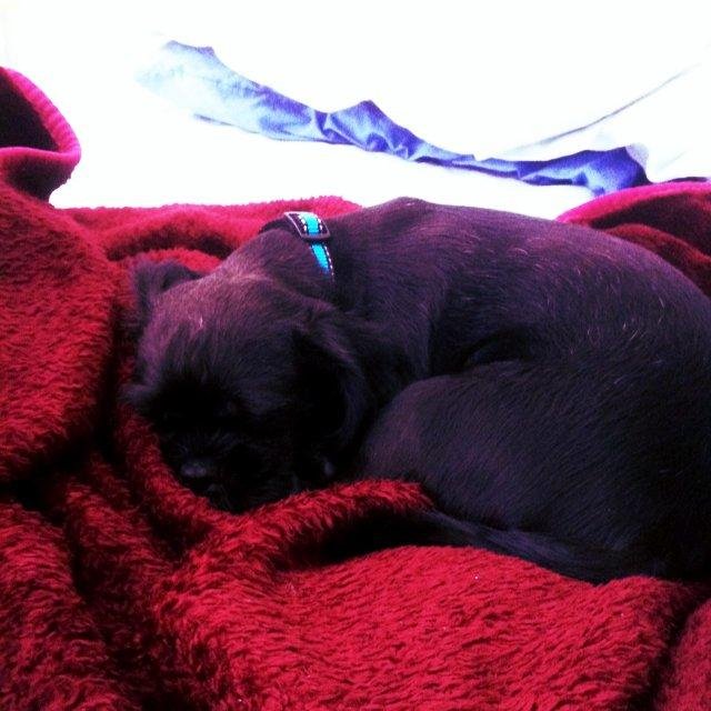 He sleeps