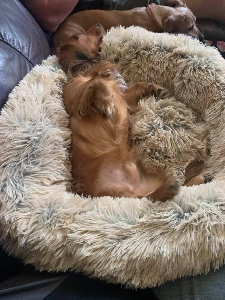 Somebody loves the new dog bed!!!