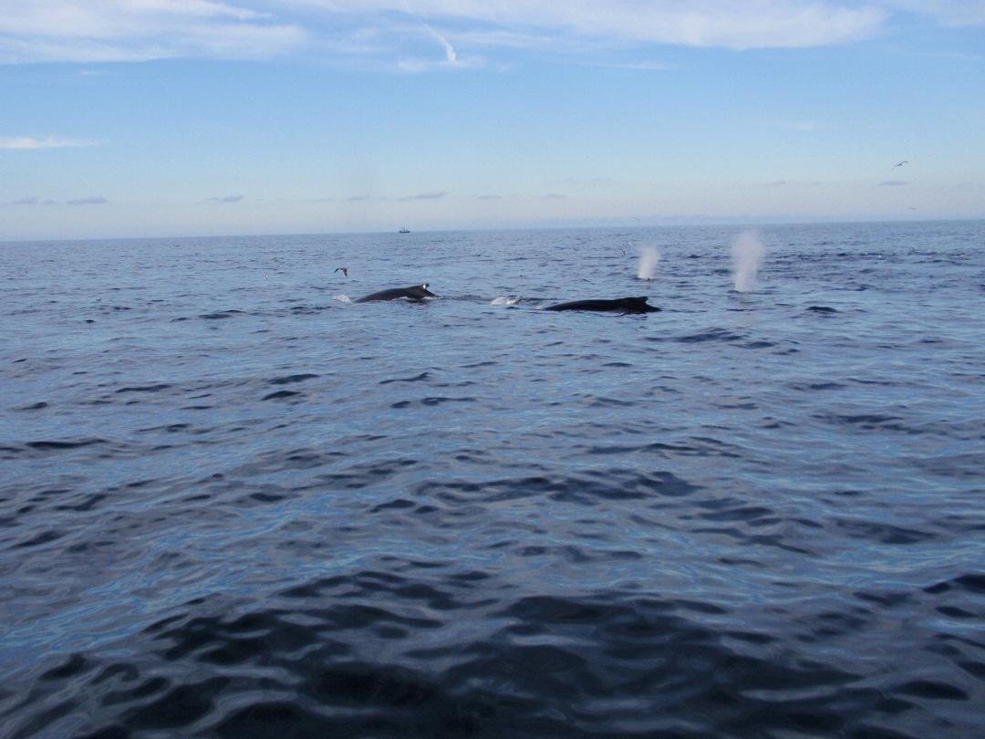 Two diving, two blowing.
