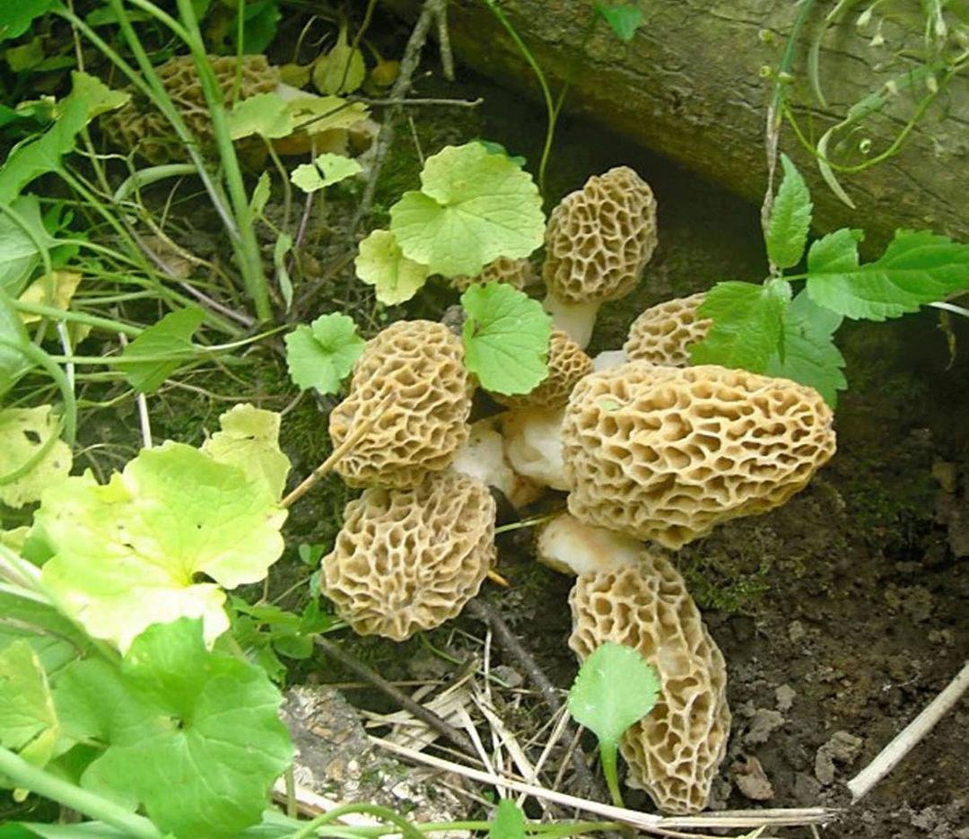 Photo I took on a recent trek into the wilds of Will County. The morels are probably the best tasting of all the wild mushrooms. In northern Illinois they are usually found in early May. For more unusual species see #Mushro