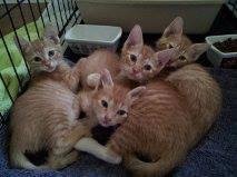 these tiny ones are shown here at near 6 weeks and weigh a pound. had lots of fleas too. i can wash baby kittens with the original blue Dawn dish soap. it kills the fleas and does not harm the babies. they use this with ani