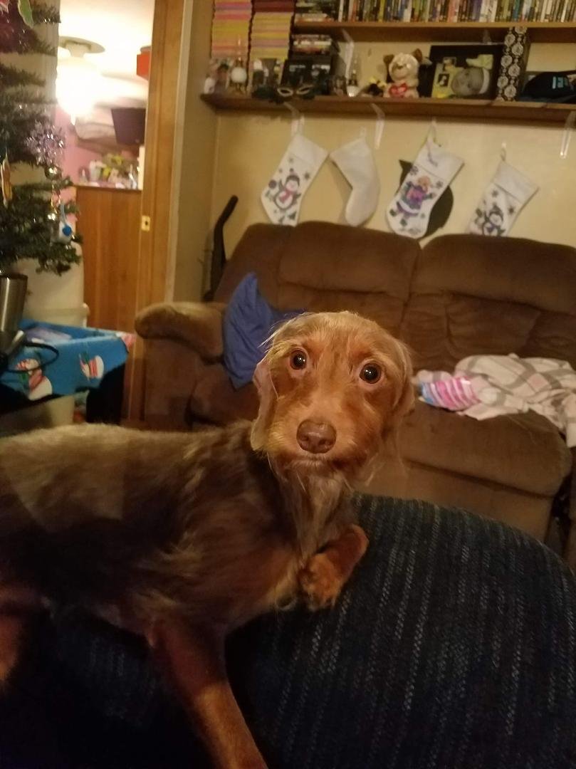 If anyone has seen this puppy his name is bandit please contact me he is our family dog he went out to potty yesterday evening and hasn't come back yet if u see him please let me know last seen across from church of the har