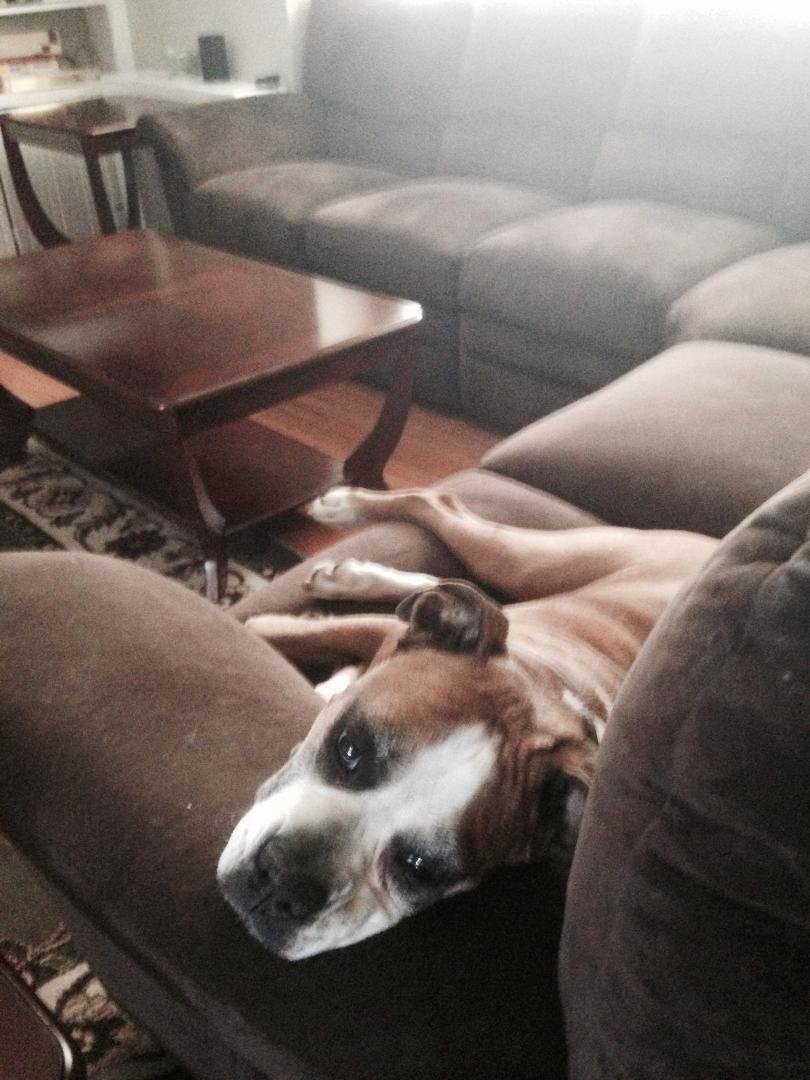 Today is the saddest day of my life. My baby Csonka was put to sleep and I’m crying my eyes out. Everyone loves their pet , I know that. But he’s been my roommate for the last 11 years as I’ve been living alone. We would pl