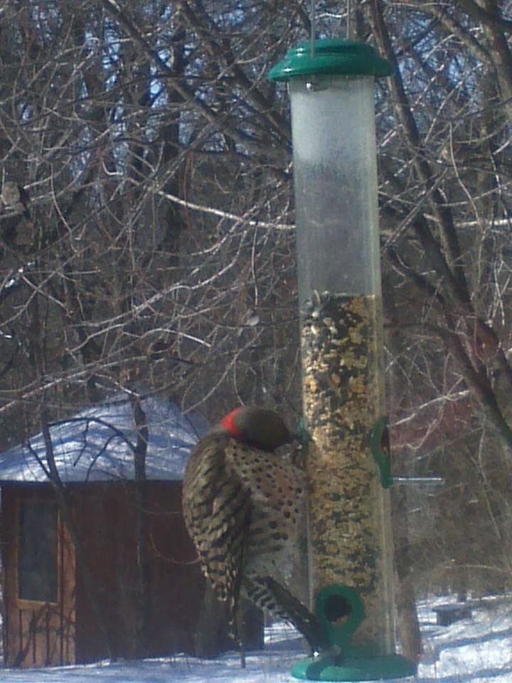 This large flicker woodpecker is struggling to hang onto this feeder.