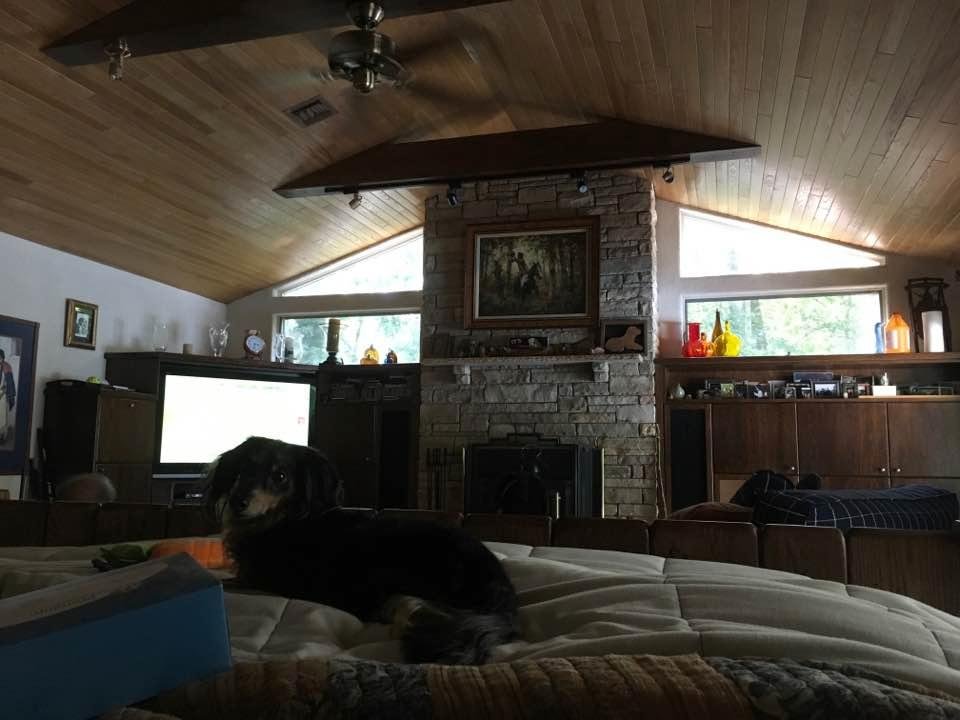 "Willow Bean" never leaves my side when I'm under the weather.......good doggie❤️🐾