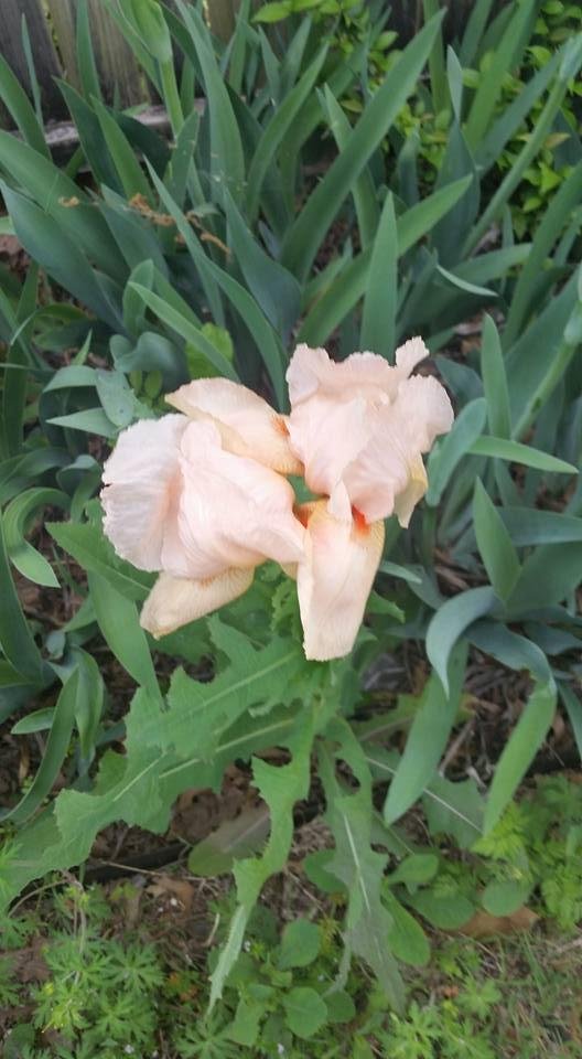 Virginia Duffek's album, Mobile Uploads