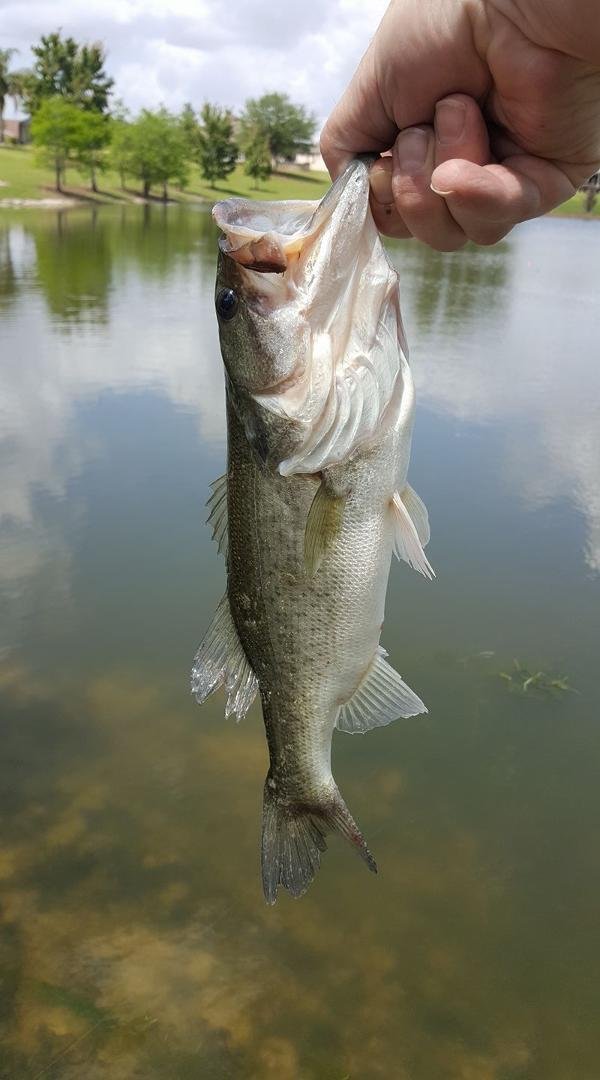 Well, at least I'm catching fish today, but no big ones! Last day...