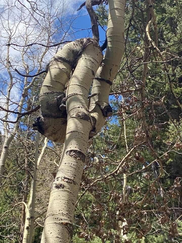 Mike Compton's album, Timeline Photos
