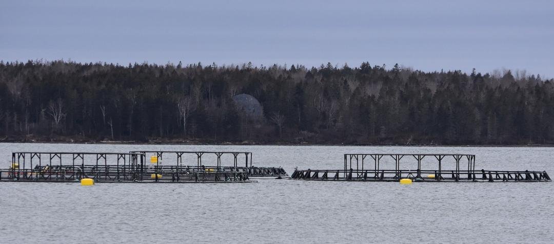 Salmon pens awaiting residents.