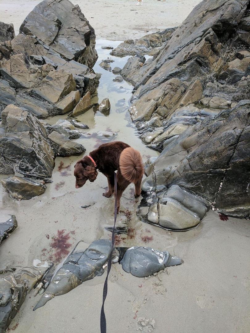 Exploring low tide. Loudon's definitely not a water dog. Where's the sun?