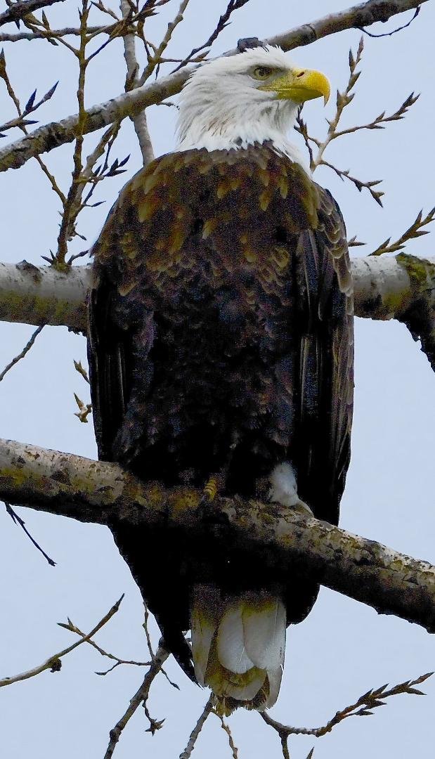 Another from yesterday, a Boring Resting Bald Eagle Port Weller, Ontario.
