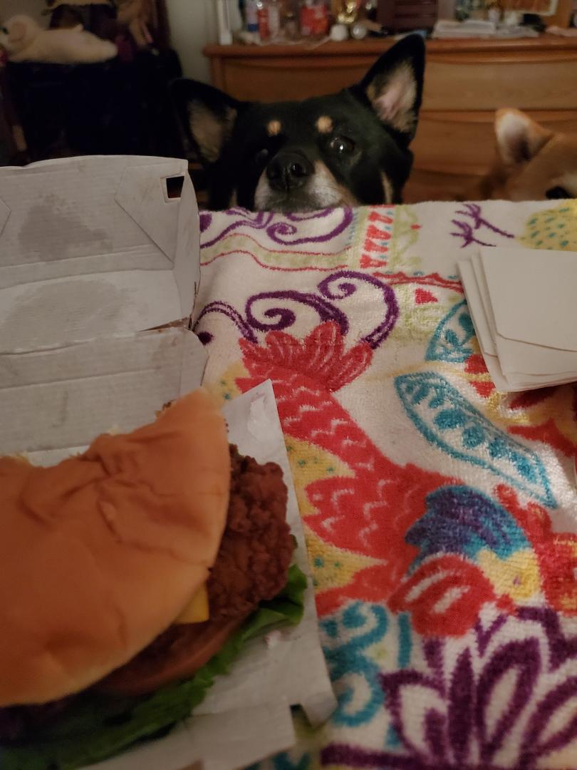 Hmmmm I think someone wants my chicken.