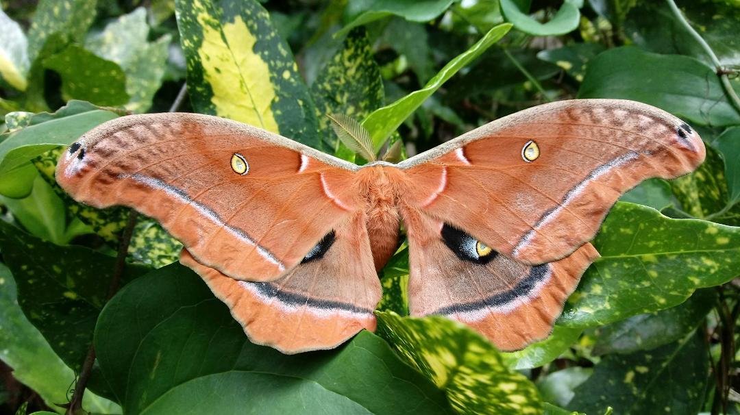 Found this moth by our front
 porch.  Wingspan almost 5".  I.D. anyone?