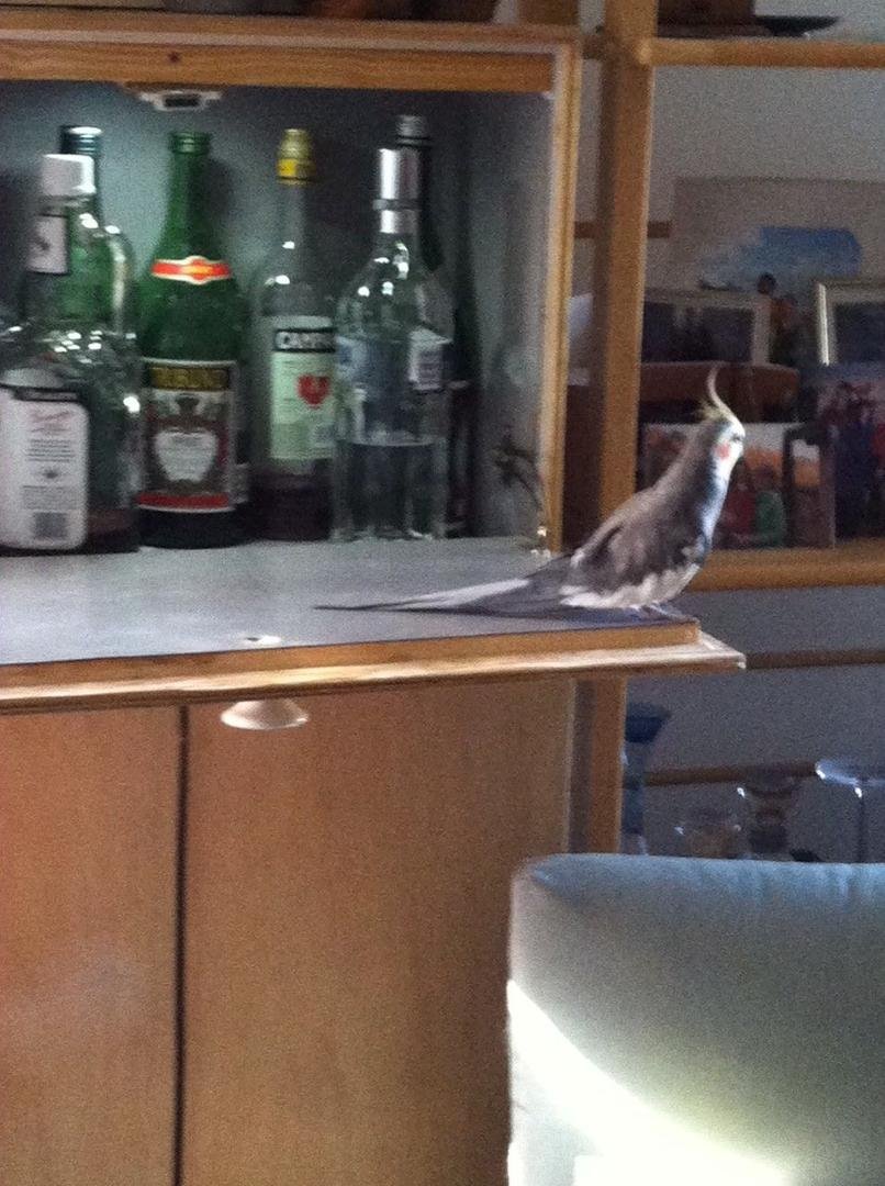 Birdie Up To The Bar for Cockateil Hour