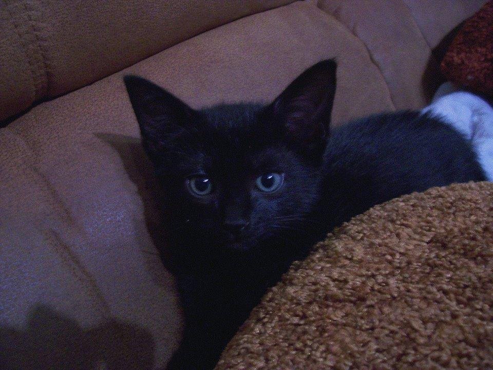 My new kitty. She is 9 weeks old and terrorizing the dogs.