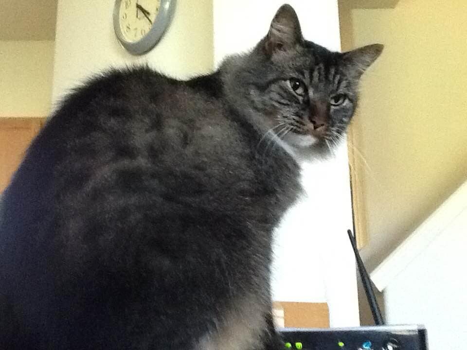 Taz is MIA. Guess not only does he like being an only cat, but the only pet. The search is on.