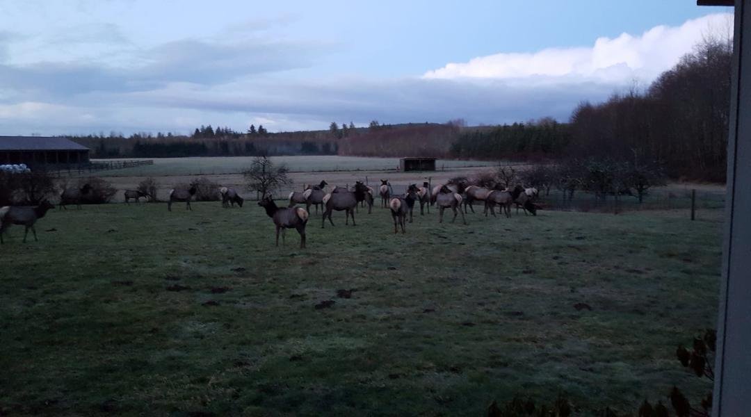Up close and personal. Didn't realize that I had 35 to 40 Elk eating my grass daily. Front lawn at the farm.