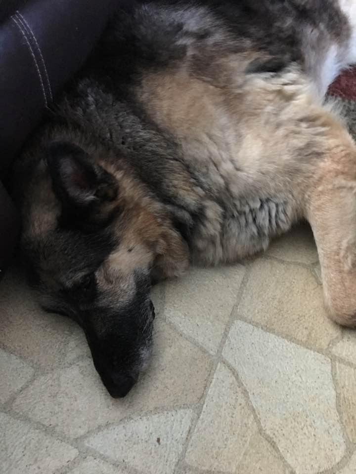 My taffy went over the rainbow bridge today.. she will catch those other dogs now.  😭😭😭😘😘