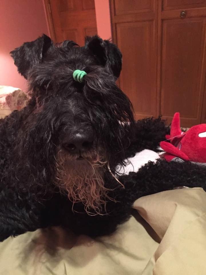 Tayter here....I had a fun birthday! I got to sniff lots of new places & do special things with my mom & that kid. Time to go to bed on a soft bed with a new toy. Life is good!