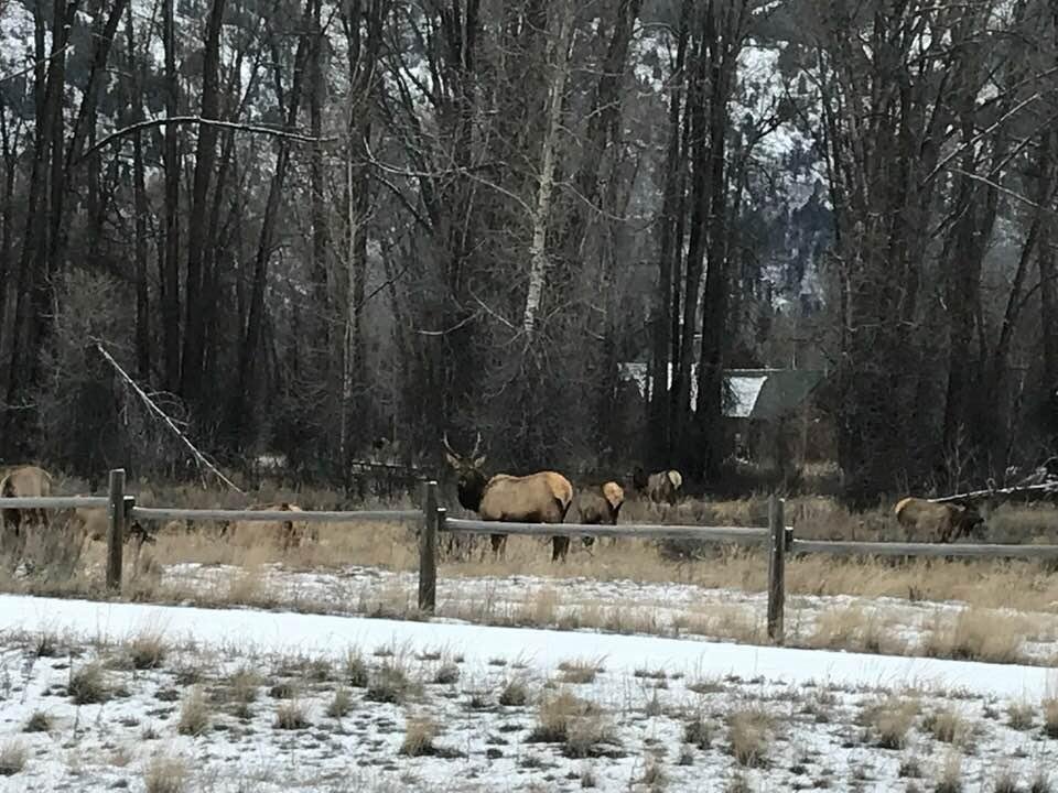 Saw about 20 elk today along the Moose-Wilson road. They may be making their way to the National Elk Refuge in Jackson where several thousand are likely to spend the winter.