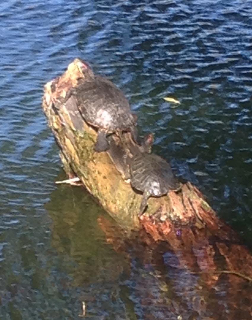 Golfing yesterday with Ray, these two were our cheering section. Yes, you are right, there was not a lot to cheer about