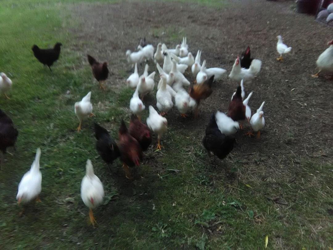 Feeding time