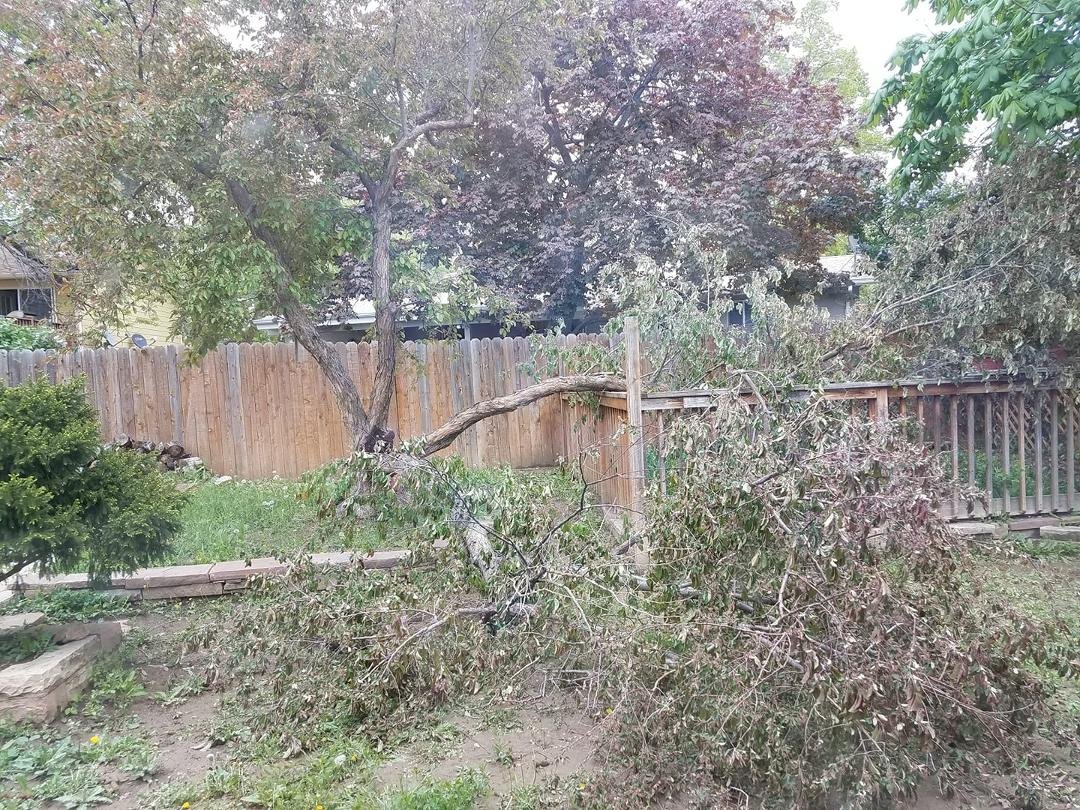 My favorite choke choke cherry that was just beautiful last Monday with beautiful fragrant pink flowers 20 feet high. Now on the ground. You can see the the fleshy nutrient rich dark center of the tree in this picture.