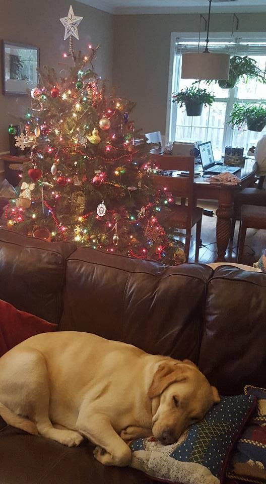 Chili simmering. Fireplace burning. Bengals Steelers on TV. Beer, cheese and crackers out. Enzo's sound asleep on "his" couch. Christmas T-minus one week.