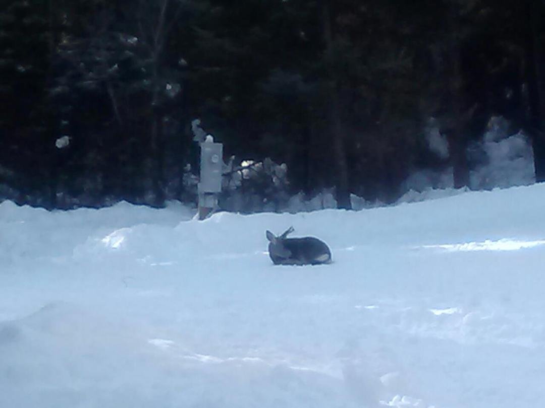 Had some visitors. For lunch at the cabin to day.so peaceful here I love it.