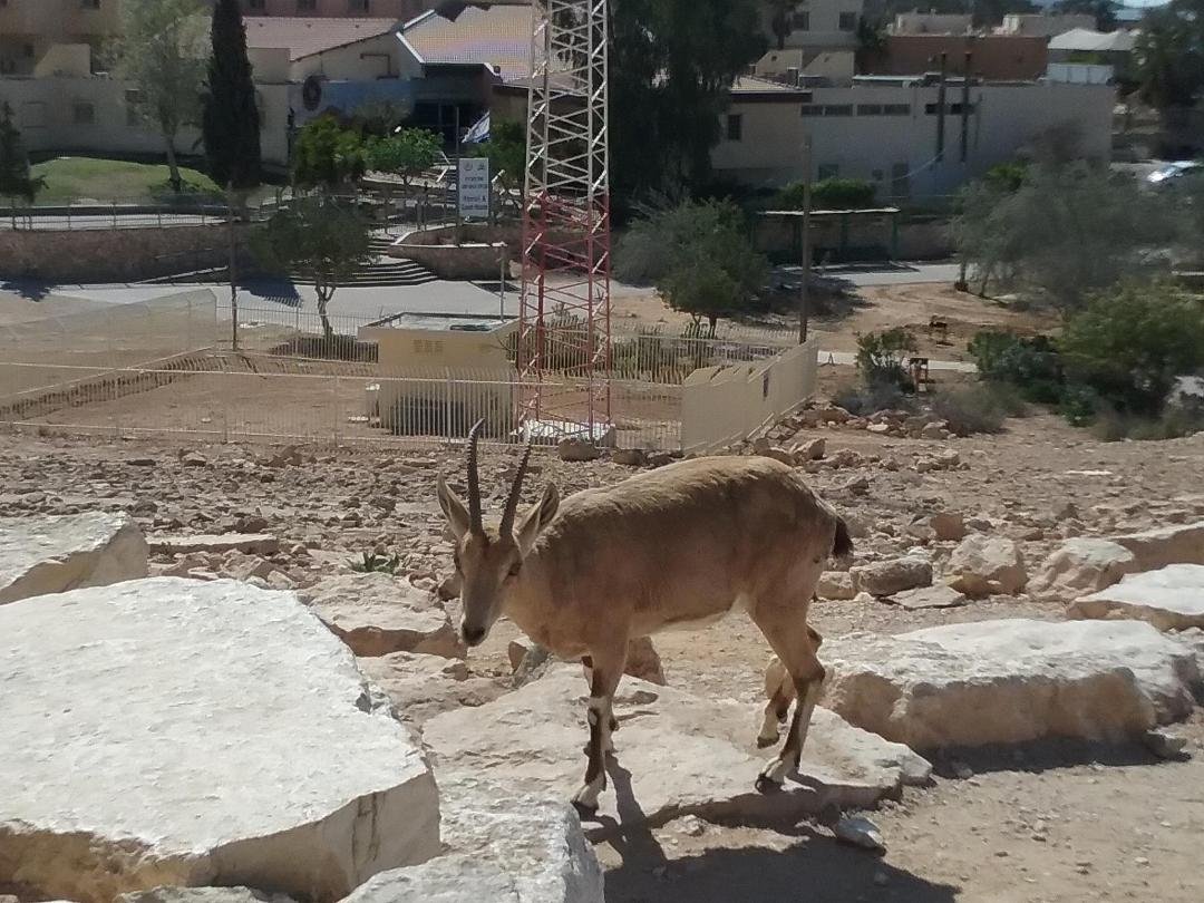 Ramon, Israel
