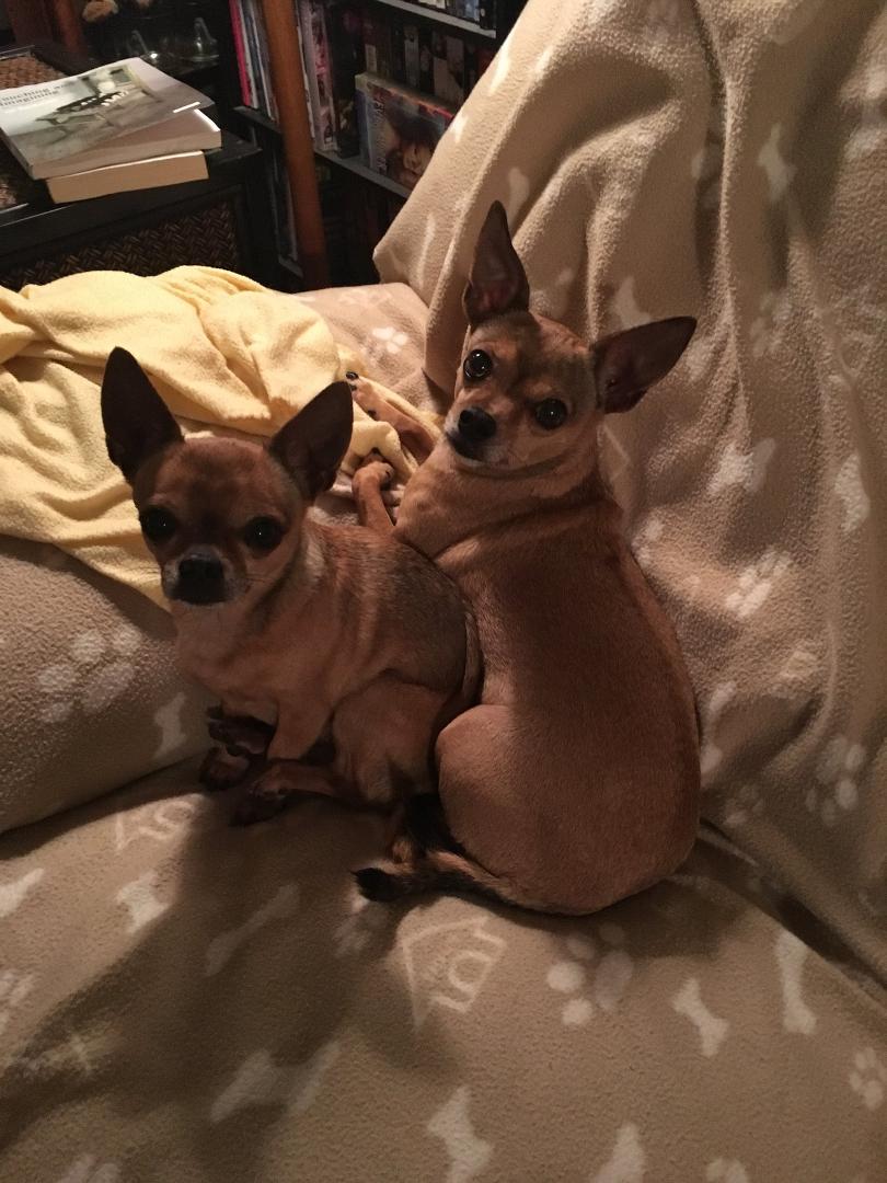 Our Chihuahua Rosa got out of our fence and is missing tonight. In the picture she is the one on the right. Missing between 350 East and 400 East (hwy 26). If she comes knocking at your door or if your see her, please cal