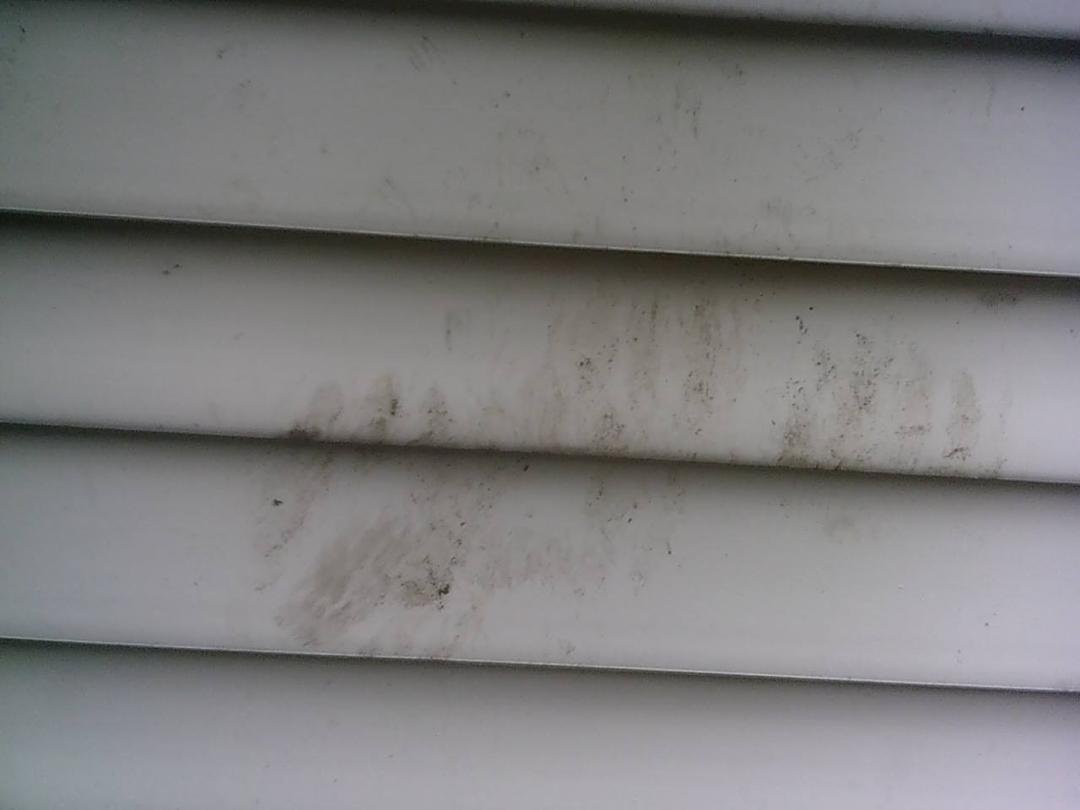 bear paw prints underneath my kitchen windows