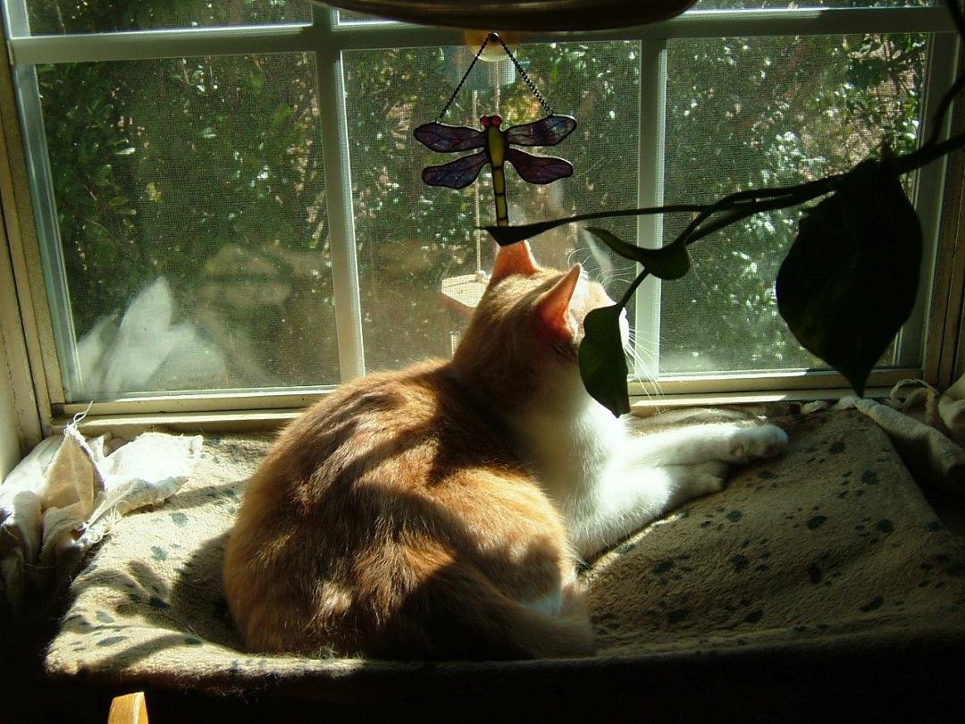 Lance looking for birds