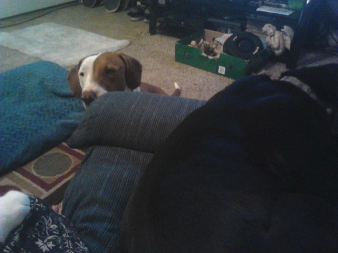 Wishbone being jealous that dexter is sitting with me