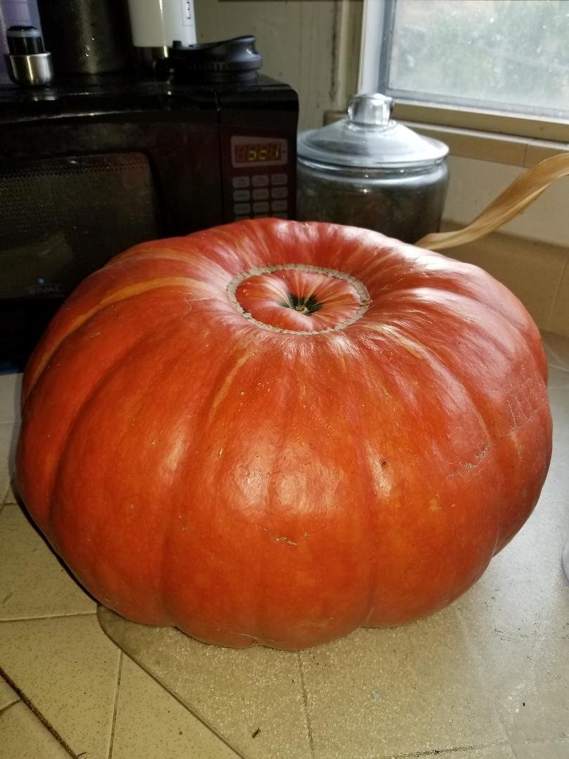 The Summer season is soon coming to end, and the trees leaves will turn to vibrant colors of reds or oranges to make a perfect blend. So today I picked a pumpkin from a yard across the way, and brought it home to start my m