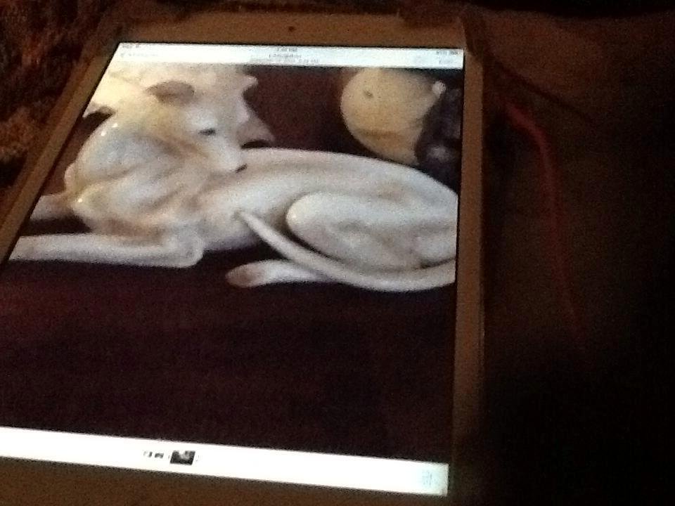 Want a Italian greyhound, ceramic like this one, please message me if you have one.