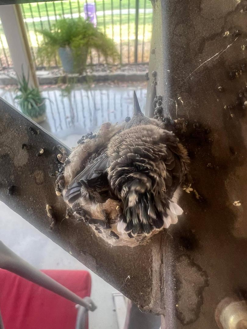One of the baby hummingbirds fell out of the nest. Picked it up and put it back. They’re getting big for the small nest