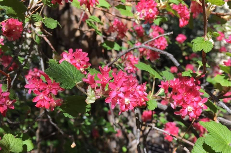 Spring at SOU