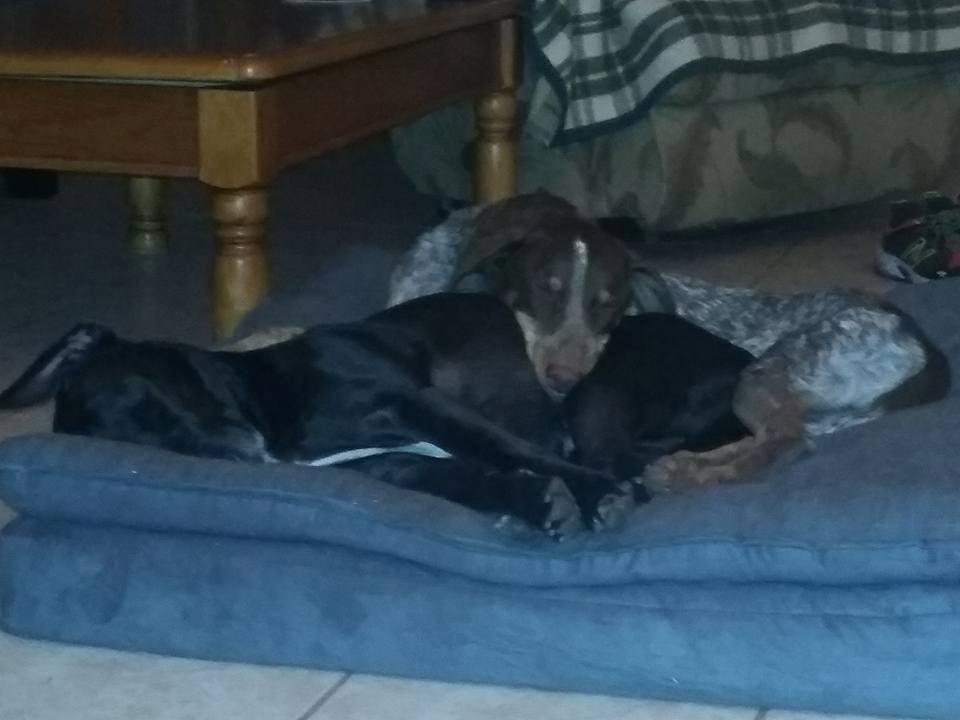 A cozy nap with a friend on a cool day is so nice.