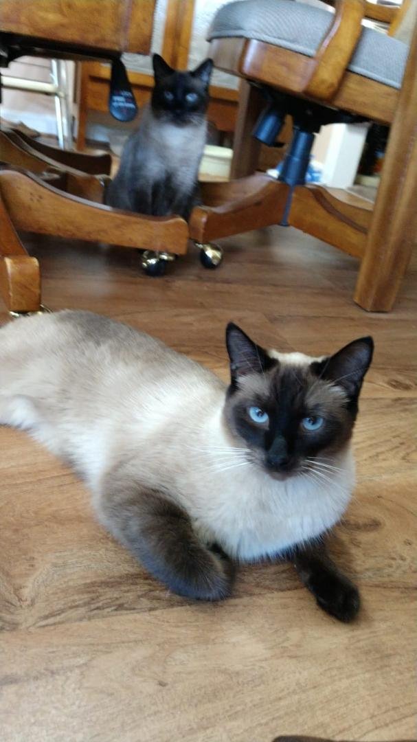 Toby in front and Tuffy under the chair.