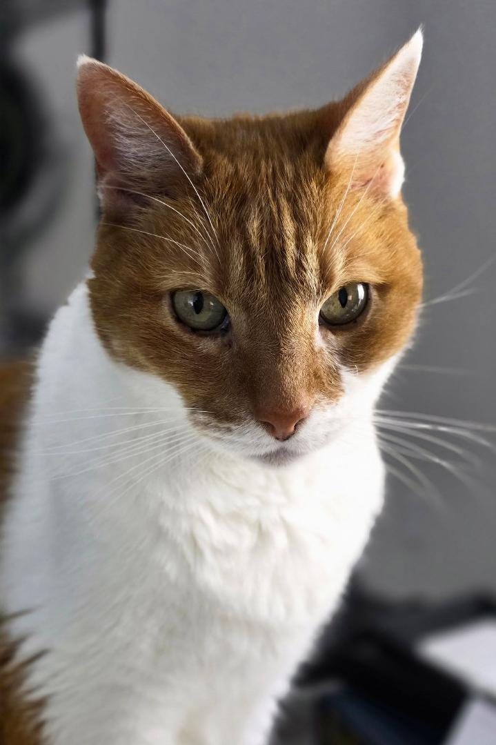 Feline patriarch still going strong at 14. #RichieAlwaysGetsWhatHeWants