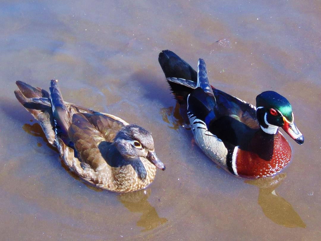 Wood duck pair.