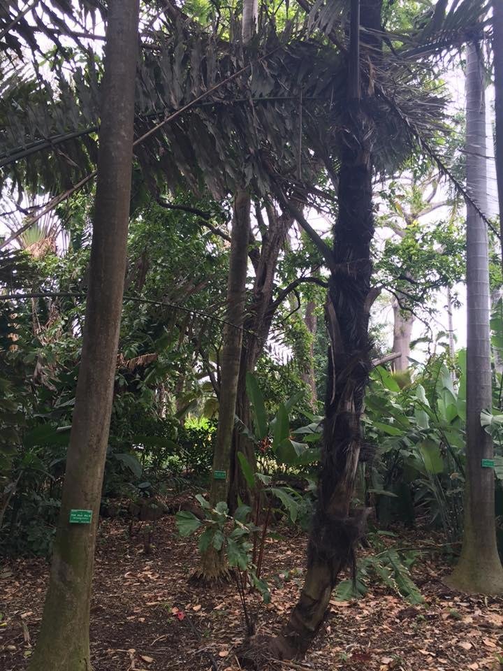 Fosters Botanical Gardens