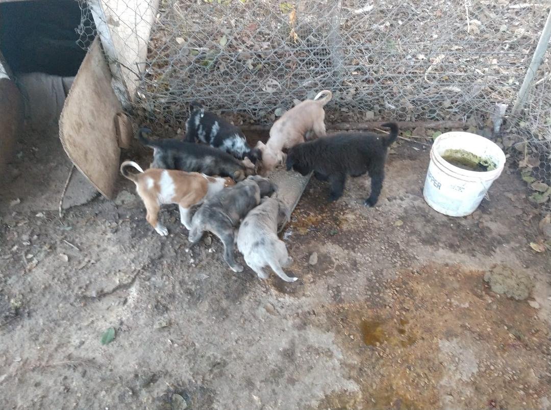 A female showed up here new she was going to have puppies I am like my mama was with a Hobo she always feed them so I got 7 puppies that need a home come get one FREE