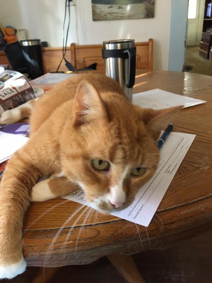 Not doing any book work now!!! PET ME!!!!!