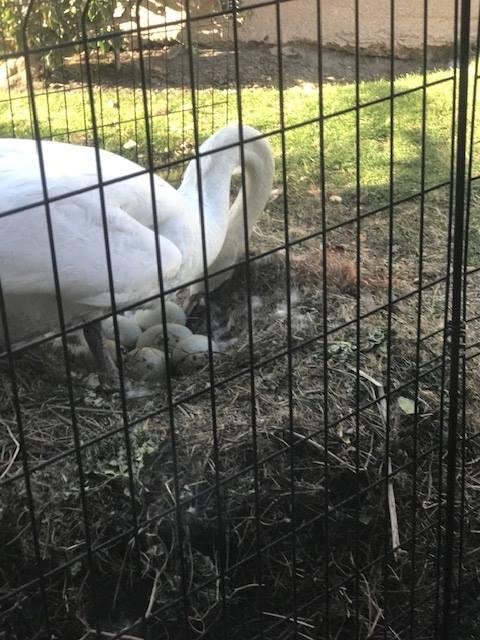 OK. Apparently Dirk and Petunia Wader are not done yet. They now have six eggs in the nest. We haven't a good picture yet, but there are six. One is right slightly below her leg. Hard to see in this picture