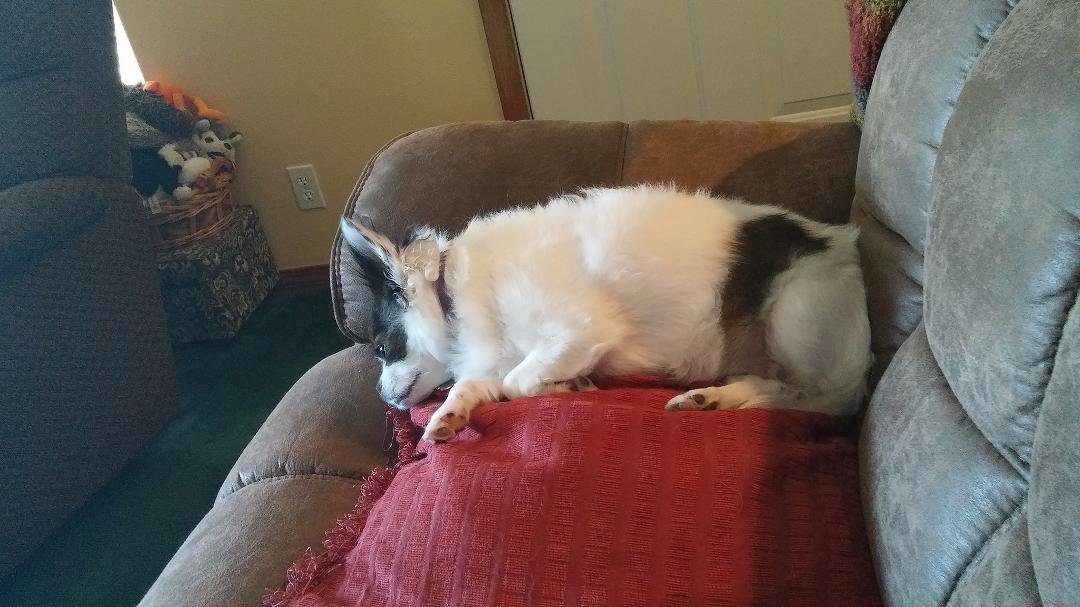 It's a Dog-Gone good life...if your name is Daisy, and you own the house!!