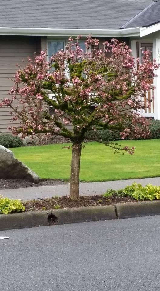 Sandy, I took a picture of these trees last week but forgot to post then for you. This is 2 blocks from my house. Spring is already in the air in Sumner.