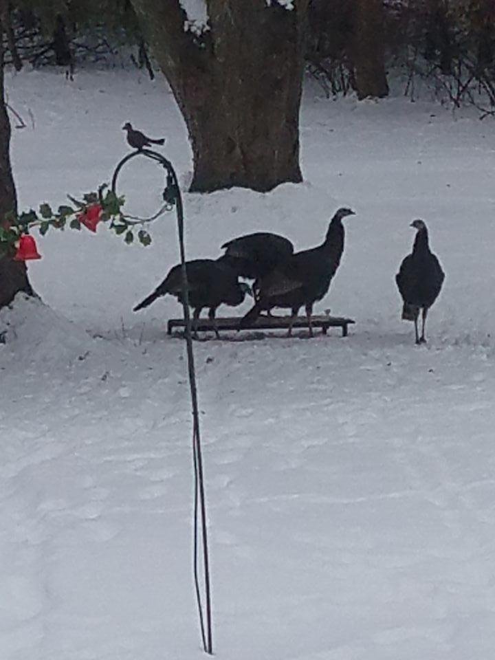 Now wild turkeys in her back yard
